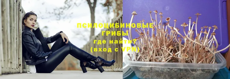 OMG ONION  где продают   Лебедянь  Псилоцибиновые грибы Magic Shrooms 